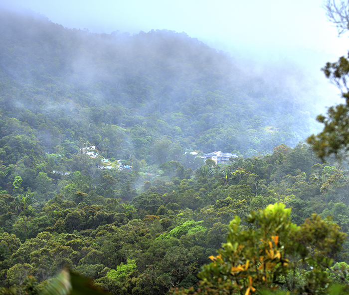 Rain forest lemurs